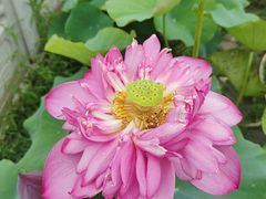 -莲花池公园