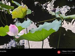 -荔湾湖公园