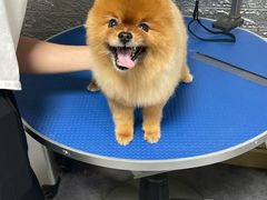 -派多格宠物(御景湾店)