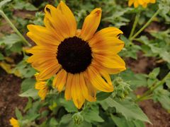 -海心沙亚运公园