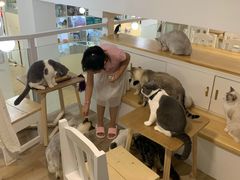 -李小姐の猫咖啡馆(五角场店)