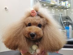 -momokira米努特·德文卷毛猫·棉花面纱犬