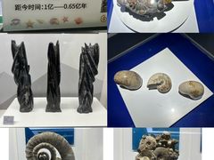 -贝壳王国博物馆