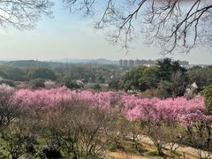 -无锡梅园公园
