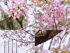 -天适樱花悠乐园