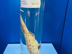 -上海海洋大学鱼文化博物馆(军工路校区)