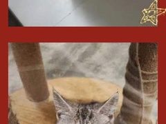-楼上猫咖(罗湖店)