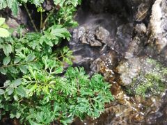 -东吴面馆(十全街店)