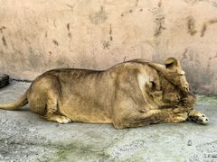 -哈尔滨北方森林动物园