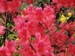 -南汇桃花村