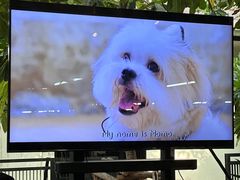 -TrueLove @ Neverland (Husky Cafe)