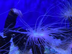 -上海海洋水族馆