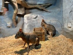 -Zoolung Zoolung动物主题公园(海信广场店)