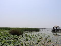 -哈素海