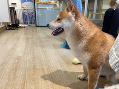 -南京Hallo宠物乐园·哈罗犬舍·柴犬繁育基地