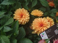 -深圳仙湖植物园