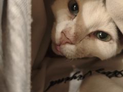-有猫咖啡umeow coffee