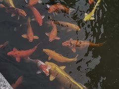 -杭州植物园