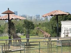 -合肥野生动物园