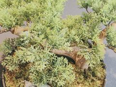 -百富源·海鲜辽菜(张士店)