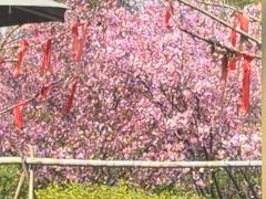 -茅山肴·道家菜·神仙鸡