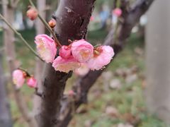 -新虹桥中心花园