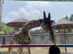 -贵州森林野生动物园
