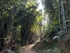 -黄埔油麻山森林公园