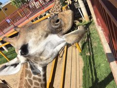 -西霞口神雕山野生动物世界