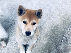 -金顺昌桂林桂花伴手礼(正阳一店)