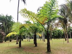 -中国科学院西双版纳热带植物园