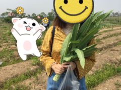 -上海都市菜园