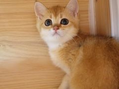 -momokira米努特·德文卷毛猫·棉花面纱犬