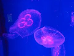 -芜湖新华联大白鲸海洋公园