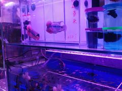 -宝鸡东道花鸟鱼虫市场(吉利花园商场店)