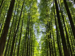 -山王坪喀斯特国家生态公园