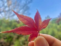-秋霞圃