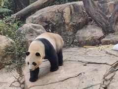 -广州长隆野生动物世界