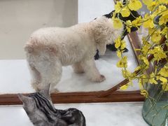 -共舞时光猫咖·狗咖(新街口店)