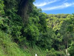 -阳台山森林公园