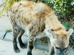 -北京野生动物园