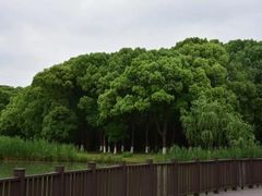 -九科绿洲