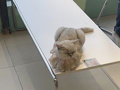 -怪兽屋·羊驼·猫咖·狗咖(俊华广场店)