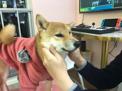 -逗柴咖啡屋·狗咖猫咖宠物桌游