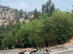 -西霞口神雕山野生动物世界