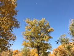 -金塔沙漠胡杨林景区