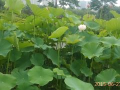 -白塘生态植物园