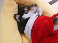 -逗柴咖啡屋·狗咖猫咖宠物桌游