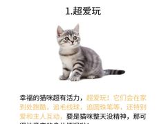 -欣宠猫屋·矮脚拿破仑·蓝金金渐层