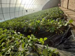 -蓝呗呗蓝莓草莓采摘园(通州区马驹桥店)